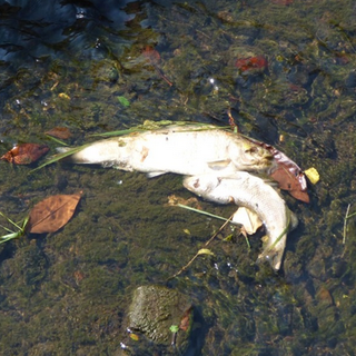 Fosso San Martino: ecco perché sono morti i pesci