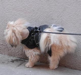 Paletta e bottiglia d'acqua per la passeggiata con Fido