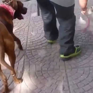 Aggredì e uccise un altro cane: ora il padrone deve correre ai ripari