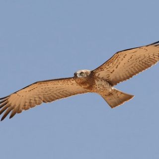 Uccelli rapaci in Val Grande: i signori del cielo