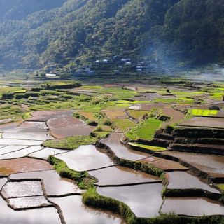 La risicoltura di Vercelli: traino per l'economia italiana anche post lockdown