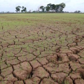 Siccità, è guerra dei risicoltori tra Pavia, Novara e Vercelli