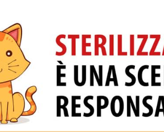 Conosci 588 persone disposte ad adottare un gattino? Allora sterilizza il tuo micio