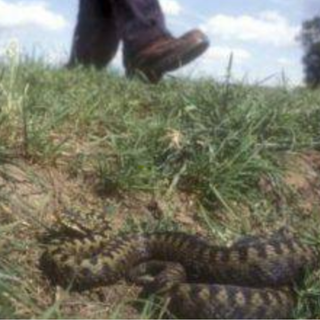 Morsicata due volte da una vipera, bimba di 7 anni in prognosi riservata