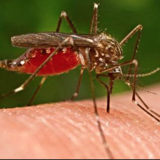 West Nile, primo caso a Biella