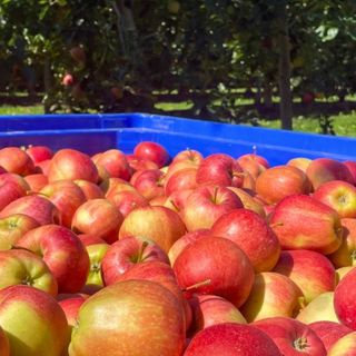 Mela Rossa di Cuneo IGP: territorio e cooperazione dietro un’eccellenza piemontese