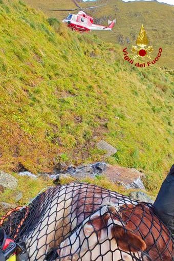 Vitello bloccato in altura: per recuperarlo serve il Drago 61