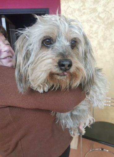 «Ginger, finita in un tombino e salvata da due coraggiose vigilesse» «Ginger, finita in un tombino e salvata da due coraggiose vigilesse»