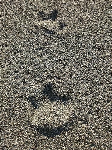 Una delle opere di Chiara Mazzeri