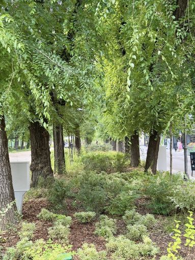 Manutenzione di Viale Garibaldi: interrogazione di Finocchi (Azione)