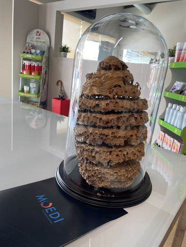 Ape, vespa, calabrone e bombo: cosa fare in caso di puntura?