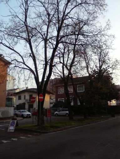 Alberi morti o in stato di sofferenza, di chi è la responsabilità? Alberi morti o in stato di sofferenza, di chi è la responsabilità?