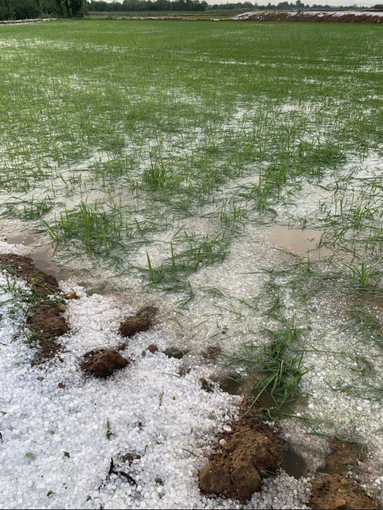 Grandinate: parte la conta dei danni. Stagione compromessa in diverse zone del vercellese Grandinate: parte la conta dei danni. Stagione compromessa in diverse zone del vercellese