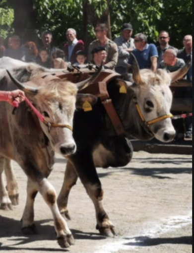 Corsa dei buoi a Caresana, Riva Vercellotti:  “Attacco sconsiderato dei Cinque Stelle”
