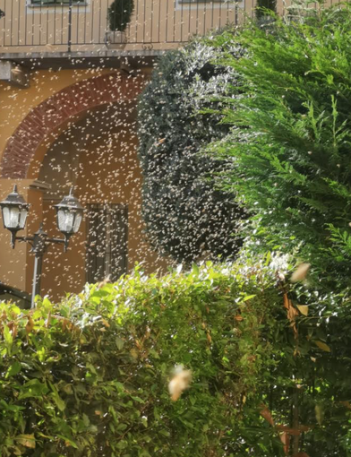 Un'invasione di api... in giardino - VIDEO Un'invasione di api... in giardino - VIDEO