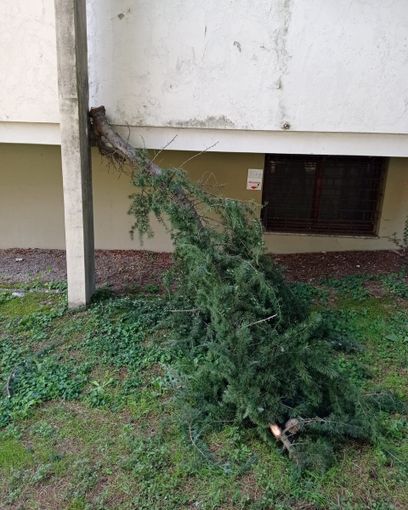 Grosso spavento fuori dal Cup: un grosso ramo si stacca e cade a terra