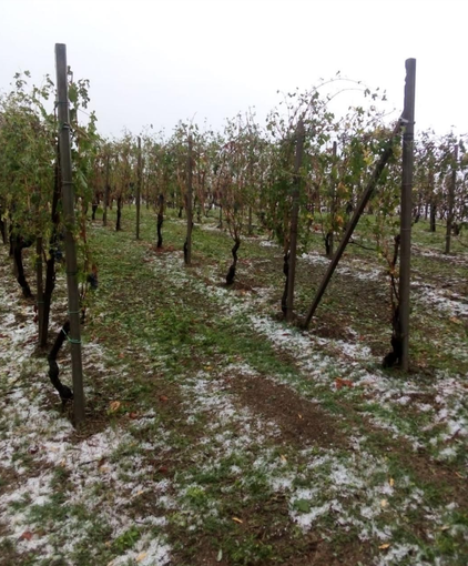 Violenta grandinata sui Nebbioli pronti per la vendemmia Violenta grandinata sui Nebbioli pronti per la vendemmia