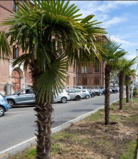 SiAmo Vercelli: «Non bastano 4 palme a riqualificare piazza Cugnolio»