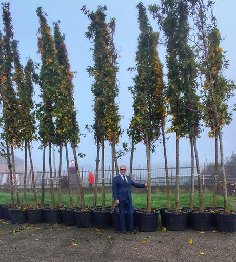 Nuovo corso Avogadro, consegnate le prime piante Nuovo corso Avogadro, consegnate le prime piante