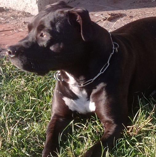 Aperta un'indagine sulla morte del piccolo Michele, azzannato dal pitbull di casa Aperta un'indagine sulla morte del piccolo Michele, azzannato dal pitbull di casa
