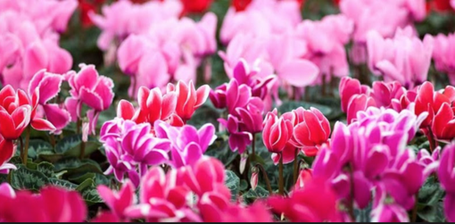 Tornano i ciclamini della Diapsi: ecco dove trovarli