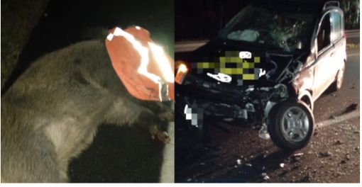 Spaventoso incidente in Super, due cinghiali spuntano all'improvviso, un'auto li travolge Spaventoso incidente in Super, due cinghiali spuntano all'improvviso, un'auto li travolge