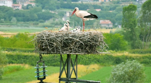 Tra le risaie vercellesi una nuova casa per le cicogne