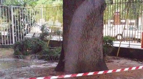 Vede precipitare l'albero colpito dal fulmine, cade e si ferisce con l'ombrello