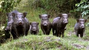 «Cinghiali, una calamità naturale»: la Regione promette una svolta nell'attività di contenimento