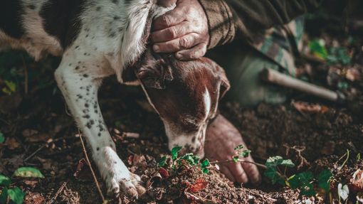 Il Lagotto Romagnolo: Il Cane da Tartufo per Eccellenza Il Lagotto Romagnolo: Il Cane da Tartufo per Eccellenza