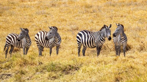 Safari in Tanzania: i periodi migliori per avvistare gli animali
