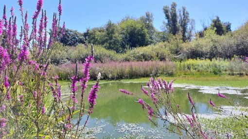 Completati i lavori di riqualificazione della Palude di Casalbeltrame: nuova vita per la riserva naturale tra Novarese e Vercellese