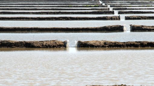 Tesoro del Duomo: settembre apre nel segno del riso