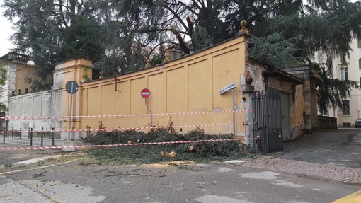 Albero spezzato: chiusa via del Tribunale Albero spezzato: chiusa via del Tribunale