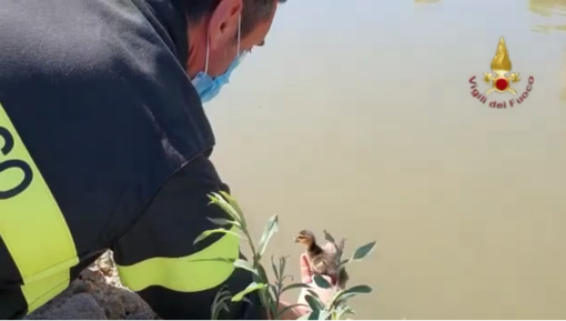 Avventura a lieto fine per mamma papera e 8 pulcini -VIDEO Avventura a lieto fine per mamma papera e 8 pulcini -VIDEO