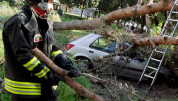 Cinque indagati per l'uomo ucciso dalla caduta di un albero