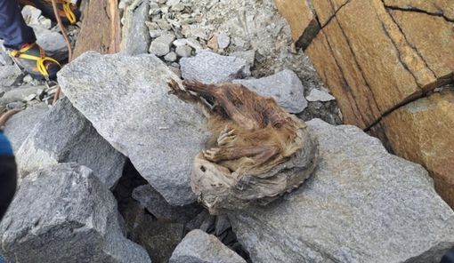 La marmotta del Lyskamm svela la sua età: esemplare del Neolitico vissuto 6.600 anni fa La marmotta del Lyskamm svela la sua età: esemplare del Neolitico vissuto 6.600 anni fa