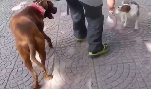 Aggredì e uccise un altro cane: ora il padrone deve correre ai ripari