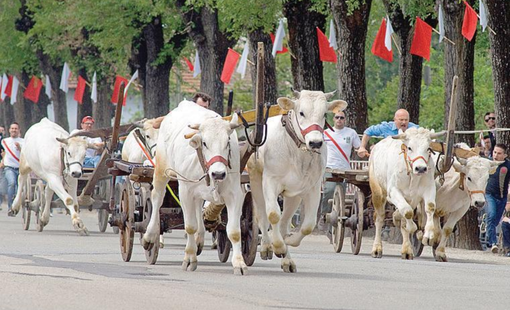 Asigliano, una settimana di festa patronale