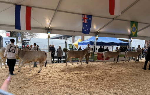 Quarte e quinte dell'Agrario alla “Mostra Nazionale dei Bovini di Razza Piemontese” Quarte e quinte dell'Agrario alla “Mostra Nazionale dei Bovini di Razza Piemontese”