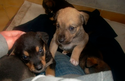 Versa 500 euro per comprare un cucciolo che non esiste Versa 500 euro per comprare un cucciolo che non esiste