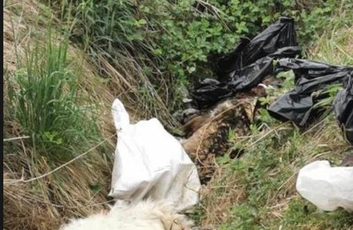 Cani morti e abbandonati in un fosso: c'è un indagato. Nel giardino degli orrori ritrovati quasi 50 animali deceduti Cani morti e abbandonati in un fosso: c'è un indagato. Nel giardino degli orrori ritrovati quasi 50 animali deceduti