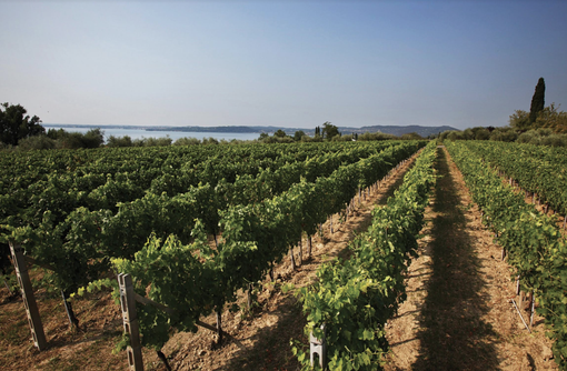 Onav Vercelli: serata di degustazione coi i vini Lugana