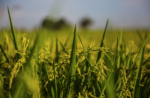 Con "Riso Chiaro" chicchi tracciati dalla semima alla raccolta Con "Riso Chiaro" chicchi tracciati dalla semima alla raccolta