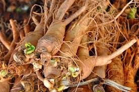 Il ginseng è meglio del viagra Il ginseng è meglio del viagra