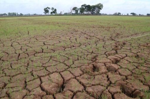 Siccità, è guerra dei risicoltori tra Pavia, Novara e Vercelli Siccità, è guerra dei risicoltori tra Pavia, Novara e Vercelli