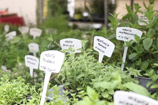 In Liguria questo week end arriva Aromatica, un evento tra profumi, sapori e prodotti a Diano Marina