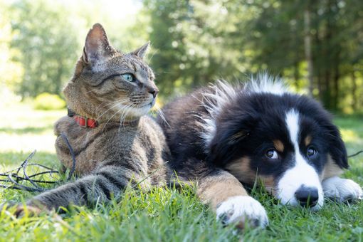 Animali Domestici e Attività Fisica: Come il Movimento Influisce su Salute e Sicurezza Animali Domestici e Attività Fisica: Come il Movimento Influisce su Salute e Sicurezza