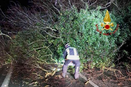 Crolla un albero in strada: Vigili del Fuoco in azione a Villarboit