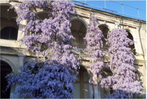 Passeggiata in viola, alla scoperta degli alberi della città Passeggiata in viola, alla scoperta degli alberi della città